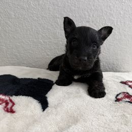 Scottish Terrier Puppies from Santas Scotties