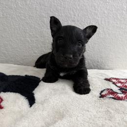 Scottish Terrier Puppies from Santas Scotties