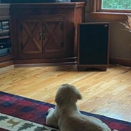 Golden Retrievers from Wilkins Jennifer