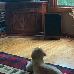 Golden Retrievers from Wilkins Jennifer
