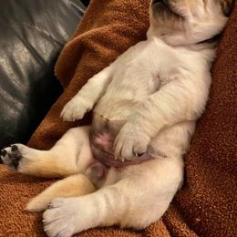 Labrador Retriever Puppies from Lonedove Kennels