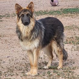 Bluey - German Shepherd