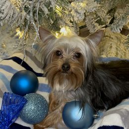 Alex - Black and tan Yorkshire Terrier puppy in Cleveland, Ohio from My Exotic Yorkies LLC
