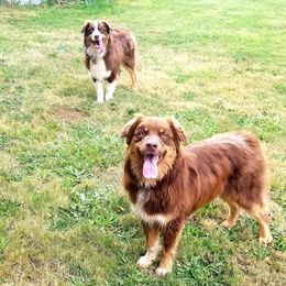 Australian Shepherd All Grown Up from Majestic Skyes Aussies