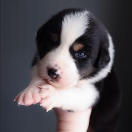 Oreo - Black tri-color male Australian Shepherd puppy in Georgetown, Texas from River Reign Australian Shepherds