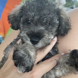 Goldendoodle, Schnoodle, and Sheepadoodle Puppies from Dood Ranch