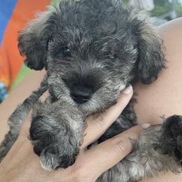 Goldendoodle, Schnoodle, and Sheepadoodle Puppies from Dood Ranch