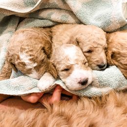Goldendoodle Puppies from Magnolia Doodles of Southern Miss