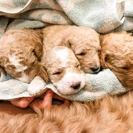 Goldendoodle Puppies from Magnolia Doodles of Southern Miss
