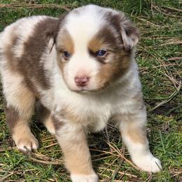 Goose - Red merle male Miniature Australian Shepherd puppy in Spirit Lake, Idaho from Gemstone Ridge Mini Aussies