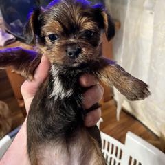 Shorkie Puppies from Wilson Kennel