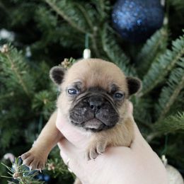 Ruby - Fawn female French Bulldog puppy in Tomahawk, Wisconsin from Mahner Labs