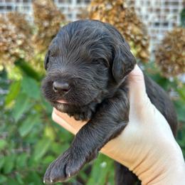 Orange Boy - Brown male Double Doodle puppy in Huntsville, Alabama from Winchester Doodles