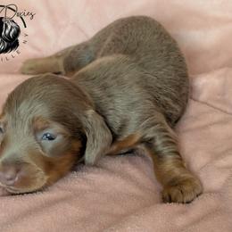 Lovely - Fawn (isabella) and tan female Dachshund puppy in Fultonville, New York from Sandy Aussies & Pomeranians