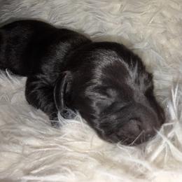 Dachshund puppies from Mountain Farm Dachshunds