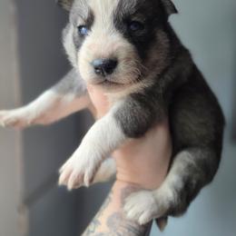 Grey girl 1 - Gray and white female Siberian Husky puppy in East Otto, New York from Howling Huskies