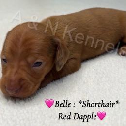 Belle - Dapple female Dachshund puppy in Brandon, Mississippi from A & N Kennel’s Mini Dachshunds