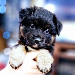 Louie - Black tri male Miniature Australian Shepherd puppy in Punta Gorda, Florida from Christie's Creekside Aussies