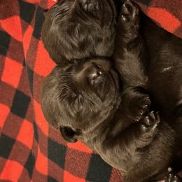 Fiona - Chocolate female Labrador Retriever puppy in Amherst, New Hampshire from Hopeville Labradors
