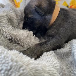 German Shepherd Puppies from Faithful Heart German Shepherds