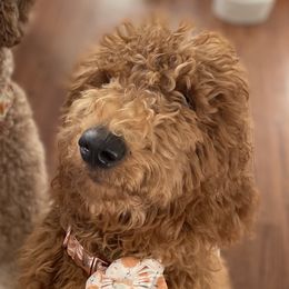 Hazel - Goldendoodle