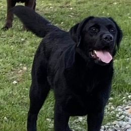 Labrador Retrievers from Retrievers Anew