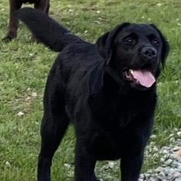 Labrador Retrievers from Retrievers Anew