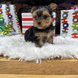 Latte - Black and tan female Yorkshire Terrier puppy in Essexville, Michigan from John's Yorkshire Terriers