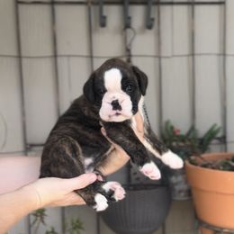 Dahlia - Brindle female Boxer puppy in Purdy, Missouri from Luxe Dynasty