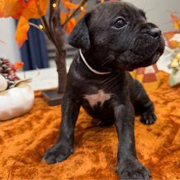 White Collar Male - Black brindle male Cane Corso puppy in St. Augustine, Florida from RG2 Cane Corsos