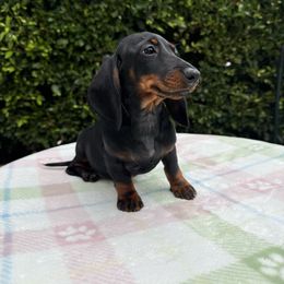 Lady Mary Crawley - Black and tan female Dachshund puppy in Temecula, California from Naomi Magee's Dachshund Kennel