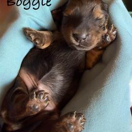 Boggle - Red male Dachshund puppy in Michigan from Hidden Haven Dachshunds