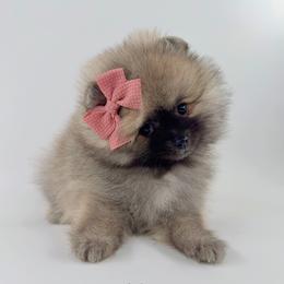 Thalia - Wolf sable female Pomeranian puppy in California from Petite Poms Of CA