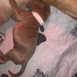 Labrador Retriever Puppies from TNT Elite Labradors