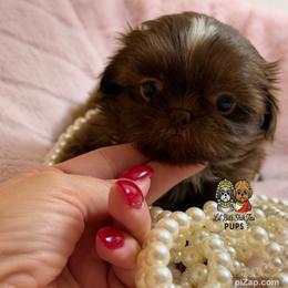 Dulce - Chocolate female Shih Tzu puppy in Walkertown, North Carolina from Lil’ Bit’s Shih Tzu