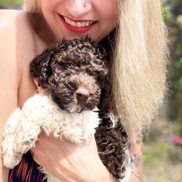 Lagotto Romagnolo Puppies from Anna’s Lagottos