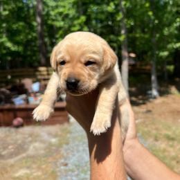 Ash - Yellow male Labrador Retriever puppy in Carthage, North Carolina from Wicked Pines Retrievers