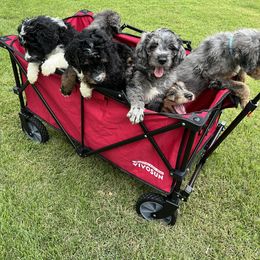 Bernedoodle, Goldendoodle, and Poodle Puppies from Poodles and Doodles By Grace