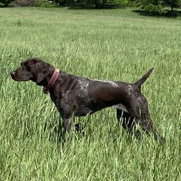 Poppy - German Shorthaired Pointer