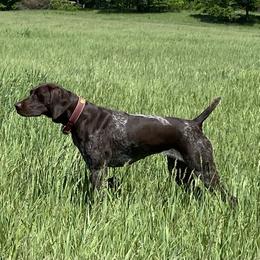 Poppy - German Shorthaired Pointer
