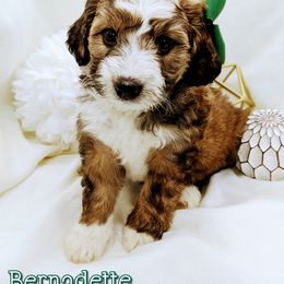 Bernedoodle and Bernese Mountain Dog Puppies from Western Skies Kennels