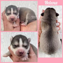 Helena - Blue female Pomsky puppy in Sheffield, Iowa from Clover Ridge Pomskies
