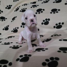 Sparkles - White female Boxer puppy in Thompson, Pennsylvania from Moonlitboxers