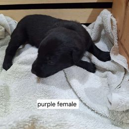 Purple - Black female Belgian Malinois puppy in Chico, Texas from North Texas Working Malinois