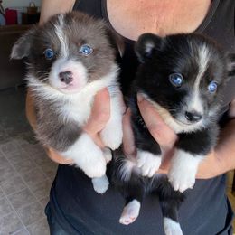 American Corgi and Pembroke Welsh Corgi Puppies from Chaotic Corgi’s
