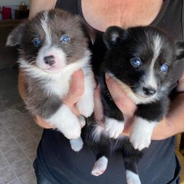 American Corgi and Pembroke Welsh Corgi Puppies from Chaotic Corgi’s