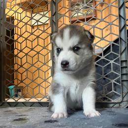 Eagle - Black tan and white male Siberian Husky puppy in Avoca, Michigan from Repurposed Paradise Farm