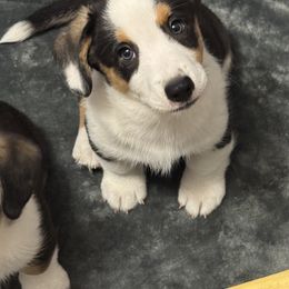 Cardigan Welsh Corgi Puppies from Deborah King's Cardigan Welsh Corgis
