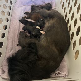Shih Tzu Puppies from Shih Tzu Dreams Come True
