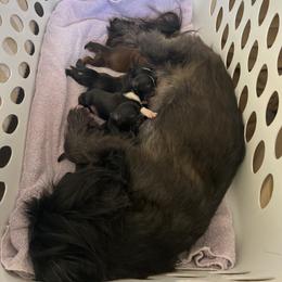 Shih Tzu Puppies from Shih Tzu Dreams Come True